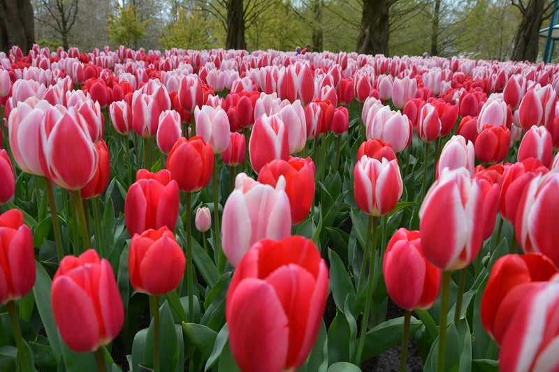Keukenhof Gardens